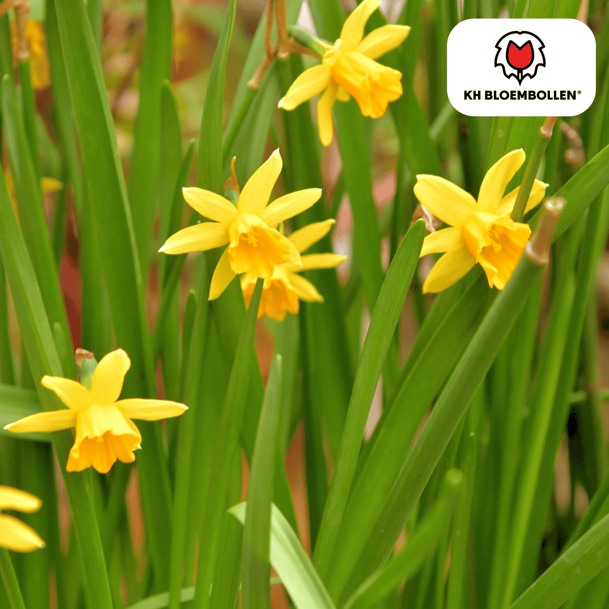 Narcis Tête à Tête 25 stuks