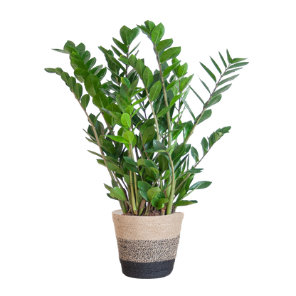 Zamioculcas Zamiifolia met Mand Lissabon zwart - 80cm - Ø21