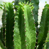 Green boutiQ - Kamerplant - Euphorbia eritrea - Afrikaanse melkboom - Weinig onderhoud - Groen - 1 - Pot 19cm - Hoogte 70cm