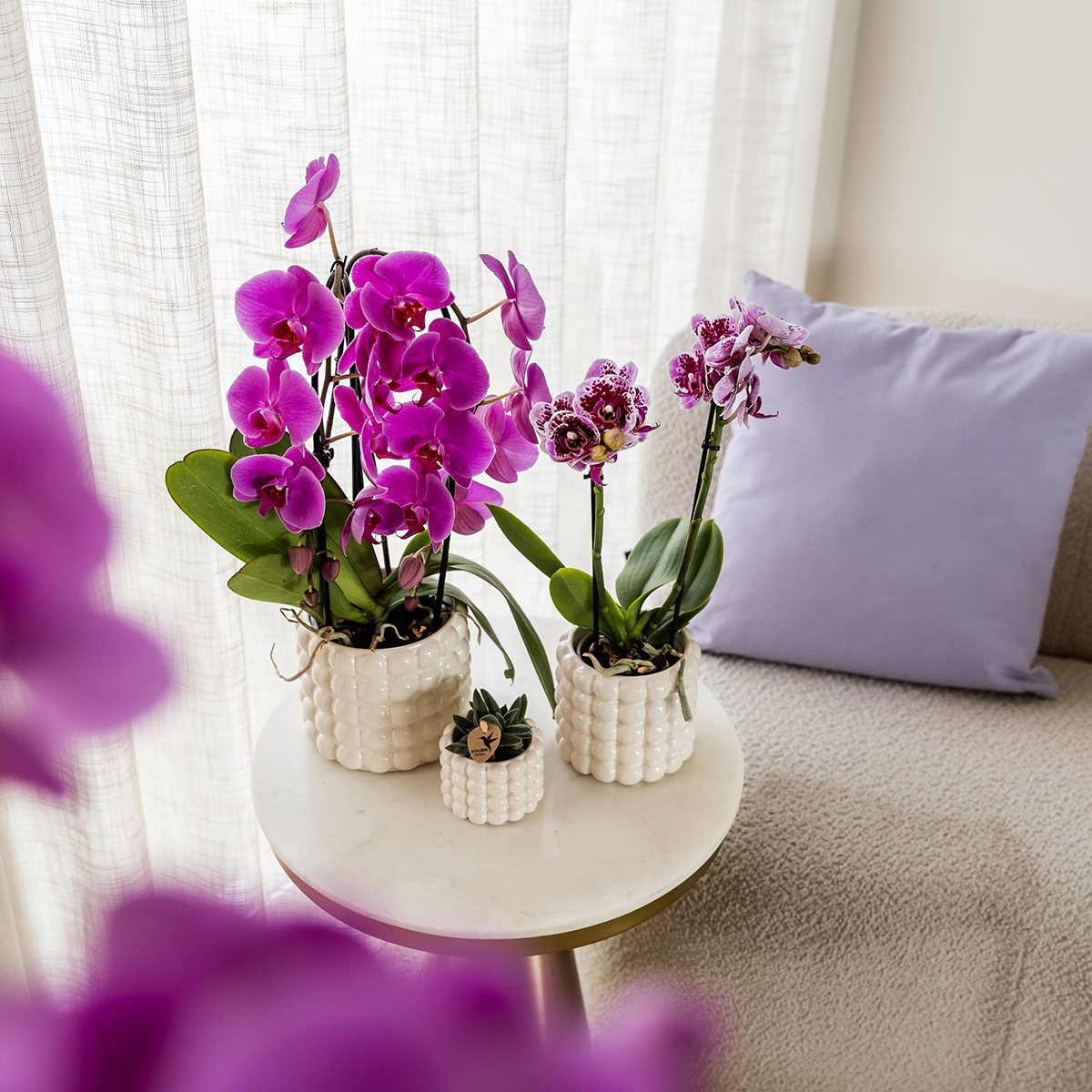 Kolibri Orchids | Paarse phalaenopsis orchidee potmaat Ø12cm | Freeride | bloeiende kamerplant - vers van de kweker