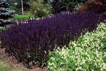 48x Salvia nem. 'Mainacht' - ↕10-25cm - Ø9cm