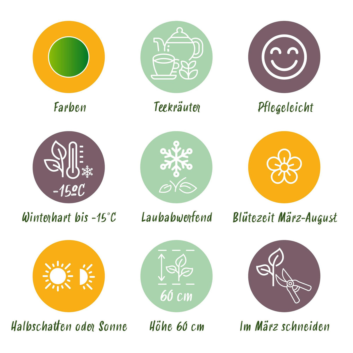 Borderpakket - Thee kruiden - 24 Vaste planten - 3 m2 - Diversen kleuren - Weinig Onderhoud - Pot 11cm