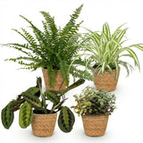 Chlorophytum - Maranta - Calissia - Nephrolepsis - Mix van 4 - Huisdiervriendelijke Planten - Groen - 4 Planten - met Mand - Pot 12cm - Hoogte 25cm