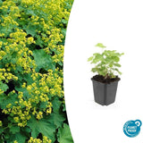24x Alchemilla mollis - ↕10-25cm - Ø9cm