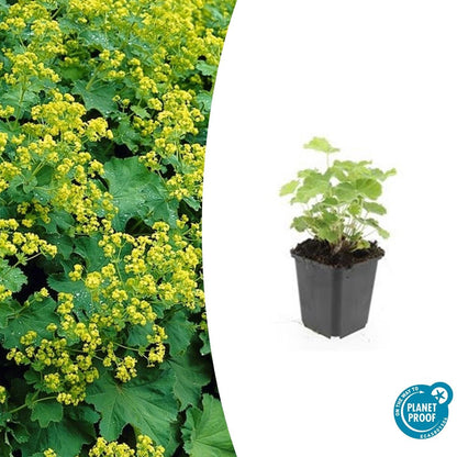 24x Alchemilla mollis - ↕10-25cm - Ø9cm