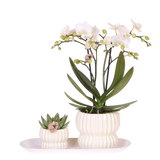 Kolibri Orchids | Gift Set Horizon Wit - Witte Phalaenopsis Orchidee Blossom Zurich & Succulent