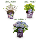 Green boutiQ - Terrasplant - Hortensia - Hydrangea Forever & Ever - Blauw - 7-12 Bloemen - 2 Planten - Pot 23cm Hoogte 55cm