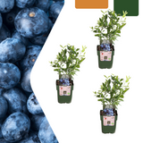 3 x Bosbessenplanten BIO - ↕20 cm - Ø 13 cm