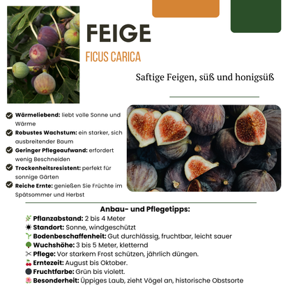 3 x Biologische Vijgenbomen - ↕20 cm - Ø 13 cm