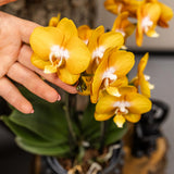 Kolibri Orchids | oranje gouden Phalaenopsis orchidee potmaat Ø12cm | Jewel Las Vegas | bloeiende kamerplant - vers van de kweker