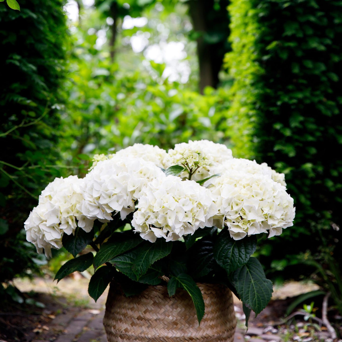 Green boutiQ - Terrasplant - Hortensia - Hydrangea Forever & Ever - Wit - 7-12 Bloemen - Pot 23cm Hoogte 55cm