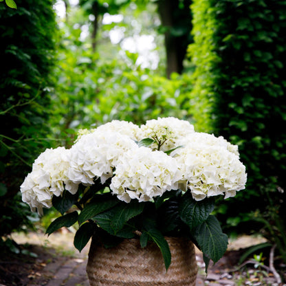 Green boutiQ - Terrasplant - Hortensia - Hydrangea Forever & Ever - Wit - 7-12 Bloemen - Pot 23cm Hoogte 55cm