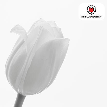 Tulpenbollen Catherina – 20 Stuks | KH Bloembollen® | Zuiver Witte Tulp – Tijdloos & Elegant – Voor Tuin of Pot – Maat 11/12 – Vers van de Teler