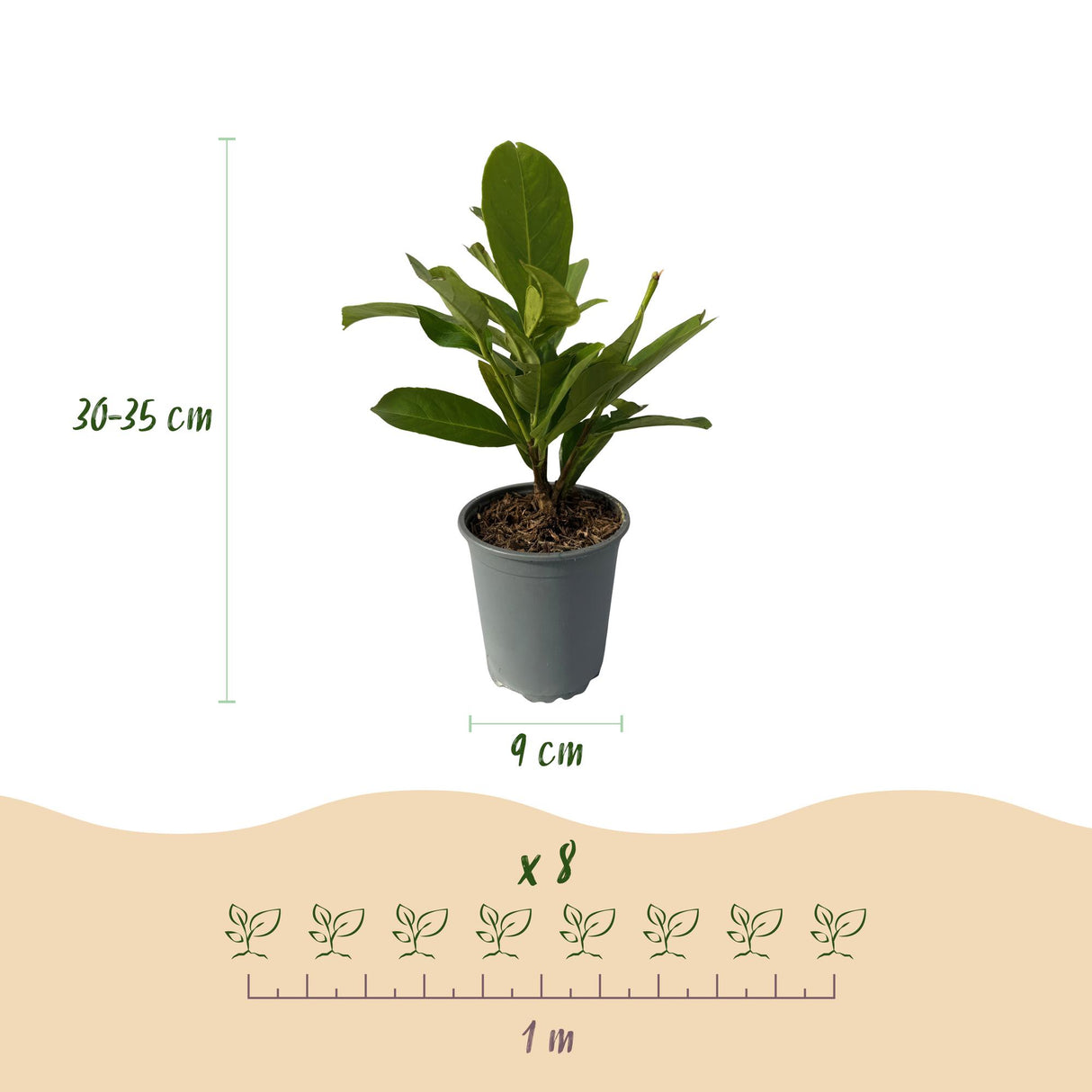 Green boutiQ - Haagplanten - Prunus laurocerasus Rotundifolia - blad groen - 8 planten - 1 strekkende meter - groenblijvend - pot 9cm hoogte 30-35cm