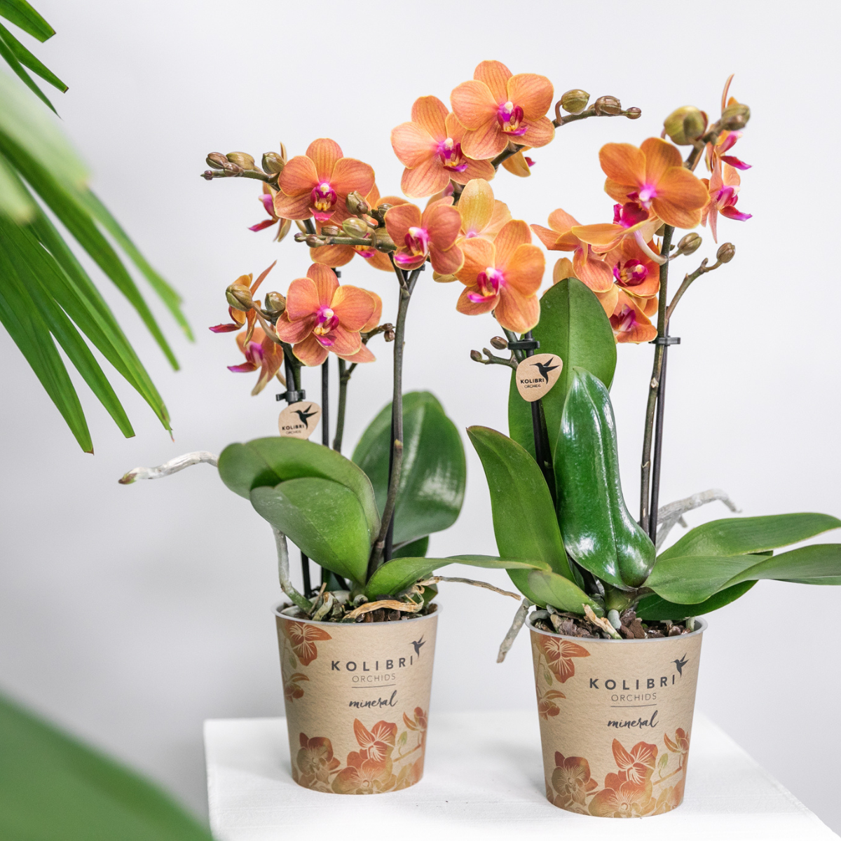 Kolibri Orchids | COMBI DEAL van 4 oranje Phalaenopsis orchideeën - Bolzano - potmaat Ø9cm | bloeiende kamerplant - vers van de kweker