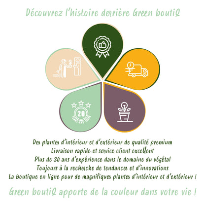 Green boutiQ - Borderpakket - Bijen en Vlinderlokkend - 8 Vaste planten - 1 m2 - Diversen kleuren - Weinig Onderhoud - Pot 11cm