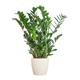 Zamioculcas Zamiifolia met Viber wit - 80cm - Ø21