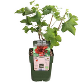 6 x Biologische Kruisbessenplanten - ↕20 cm - Ø 13 cm