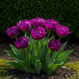 Green boutiQ - Bloembollen - Tulp Double Lilac - Kleur Paars - 50 stuks - Bolmaat 11/12 - XXL Pack