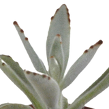 Vetplanten mix 5.5 cm - 5x - in witte pot