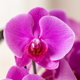 Kolibri Orchids | Paarse phalaenopsis orchidee potmaat Ø12cm | Freeride | bloeiende kamerplant - vers van de kweker