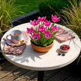 Green boutiQ - Blumenzwiebeln - Tulpe Little Beauty - Farbe Dunkelrosa - 25 Stück - Zwiebelgröße 6/7 - XXL Pack