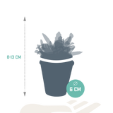 Vetplanten mix 5.5 cm - 5x - in terracotta pot