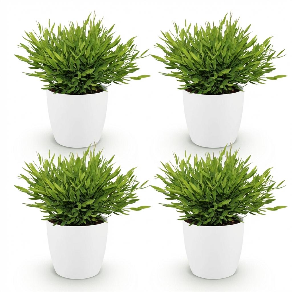Bamusa Pogonatherum Monica - Bamboegras - Huisdiervriendelijke Plant - Groen - 4 Planten - met Potter Wit - Pot 12cm - Hoogte 20cm