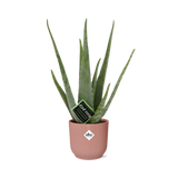 Aloe Vera 12cm in ELHO Vibes Fold 14cm roze