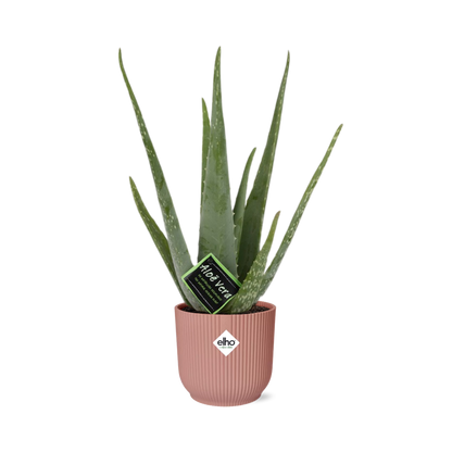 Aloe Vera 12cm in ELHO Vibes Fold 14cm roze
