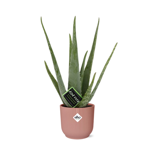 Aloe Vera 12cm in ELHO Vibes Fold 14cm roze