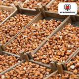 Tulpenbollen Gudoshnik Double – 20 Stuks | KH Bloembollen® | Geel, Oranje & Rode Dubbelbloemige Tulp – Pioenachtig & Kleurrijk – Voor Tuin of Pot – Maat 11/12 – Vers van de Teler