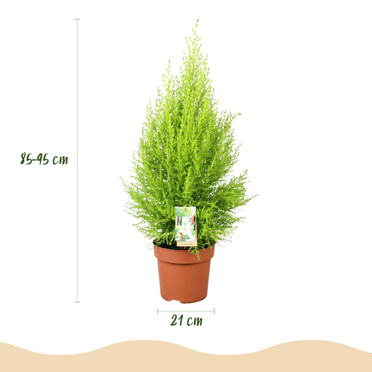Cupressus Gold Crest Wilma - Kamer conifeer - Weinig onderhoud - Groen - 1 Plant - met Potter Wit - Pot 21cm - Hoogte 85-95cm