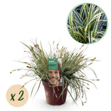 Siergrassen - Carex oshimensis Everest - Wit en Groen - 2 Planten - Bladhoudend - Weinig Onderhoud - Pot 17cm Hoogte 50cm