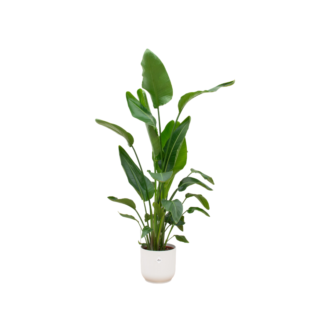 Strelitzia Nicolai + Pot Blanc - ↕160cm - Ø30cm