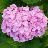 3x Hortensia / Hydrangea macrophylla Roze – ↕30 cm – ⌀17 cm