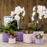 Kolibri Home | Poppy sierpot - Purple - Ø6cm