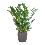 Zamioculcas Zamiifolia met Viber grijs - 80cm - Ø21