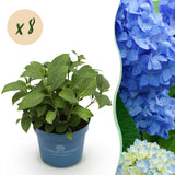 Green boutiQ - Tuinplant - Hydrangea Endles Summer The Orginal Blue - Hortensia - Winterhard - Blauw - 8 Planten - Pot 14cm - Hoogte 20-25cm