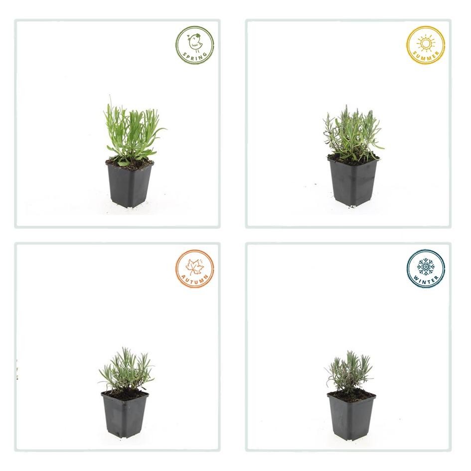 24x Lavandula ang. 'Munstead' - ↕10-25cm - Ø9cm
