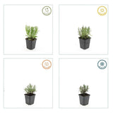 24x Lavandula ang. 'Munstead' - ↕10-25cm - Ø9cm