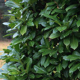 Green boutiQ - Haagplanten - Prunus laurocerasus Novita - blad groen - 6 planten - 1 strekkende meter - groenblijvend - pot 17cm hoogte 50cm