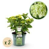 Green boutiQ - Terrasplant - Hortensia - Hydrangea Magical Nobless - Wit - 6-10 Bloemen - 2 Planten - Pot 23cm Hoogte 55cm