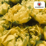 Tulpenbollen Avant Garde – 20 Stuks | KH Bloembollen® | Gele Dubbelbloemige Tulp – Uniek, Vol & Elegant – Voor Tuin of Pot – Maat 11/12 – Vers van de Teler