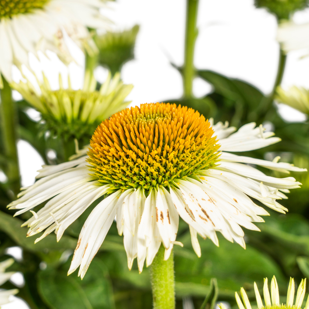 Echinacea Purpurea White Ø19cm - ↕60cm - Ø70cm