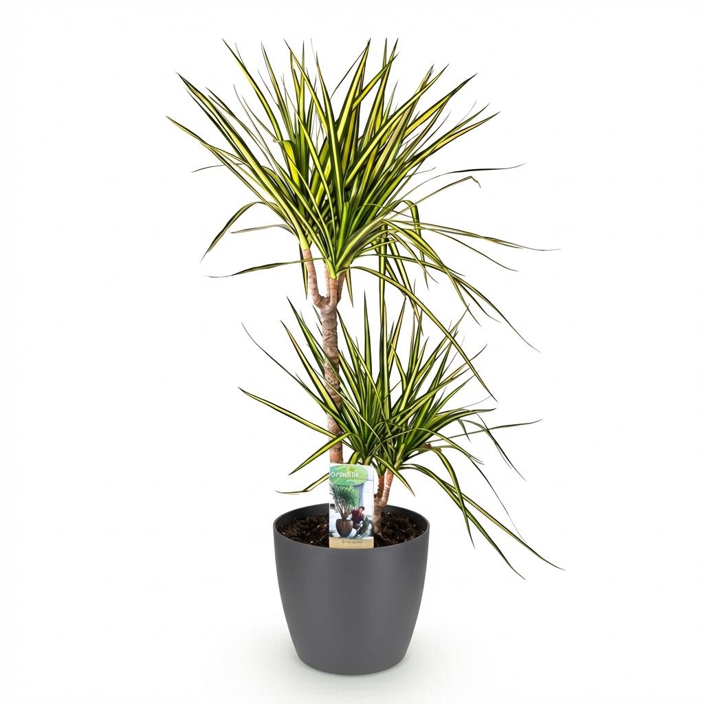 Dracaena Sunray - Drakenbloedboom - Weinig onderhoud - Groen - 1 Plant - met Potter Grijs - Pot 21cm - Hoogte 90-100cm