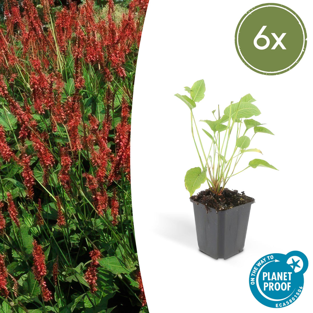 6x Persicaria amplexicaulis - ↕10-25cm - Ø9cm