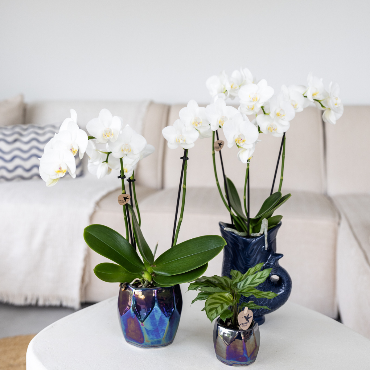 Kolibri Orchids | witte Phalaenopsis orchidee potmaat Ø9cm | Amabilis | bloeiende kamerplant - vers van de kweker