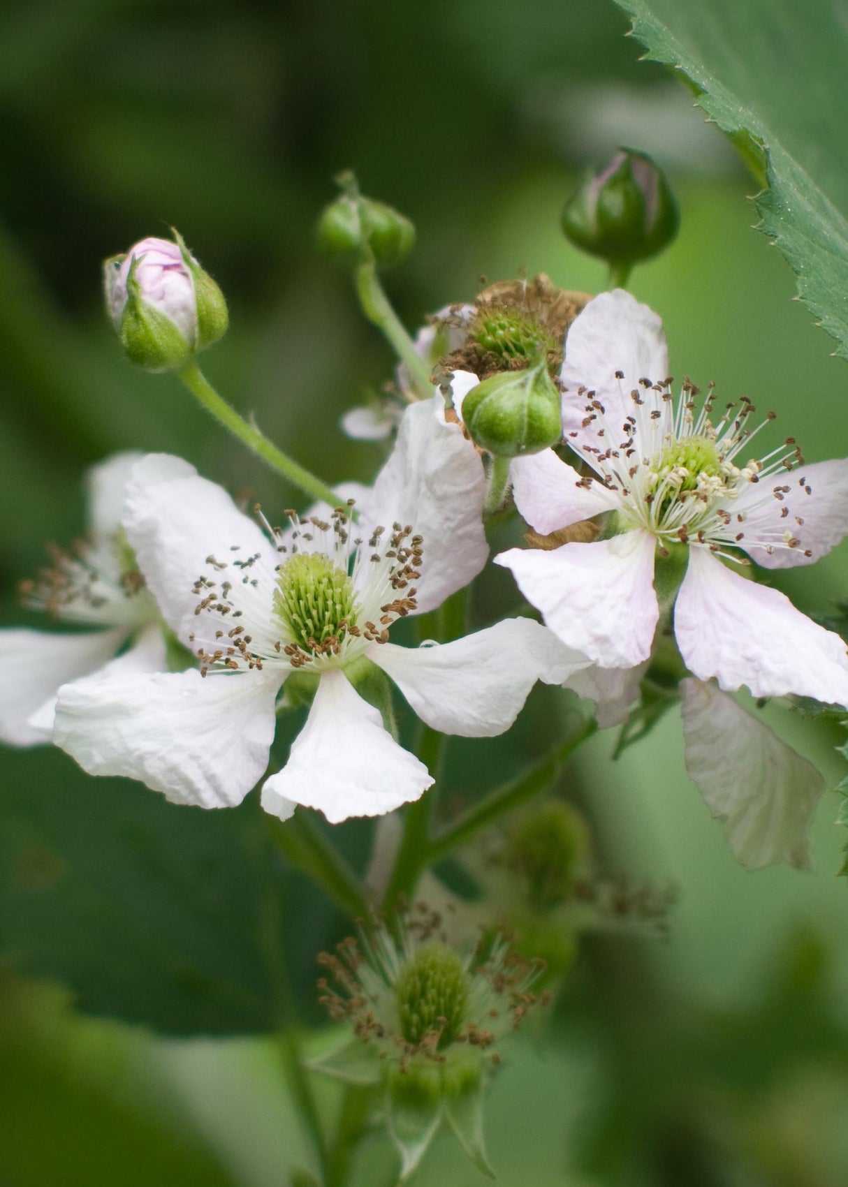 Rubus fruticosus 'Thornless Evergreen' - Doornloze Braam - ↕45cm - Ø13cm