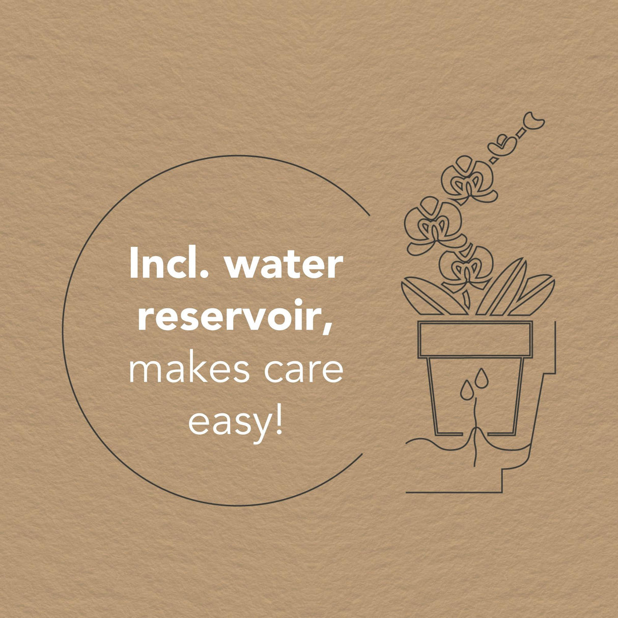 Kolibri Orchids | witte orchideeënset in Honey dish incl. waterreservoir | drie witte orchideeën Ghent 12cm | Mono Bouquet wit met zelfvoorzienend waterreservoir